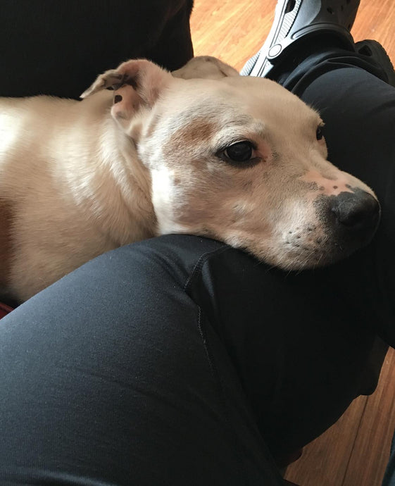 Jack's off to the rainbow bridge :'(